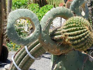 Ischia: giardini di passione