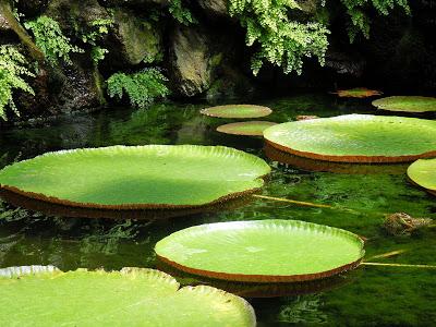 Ischia: giardini di passione