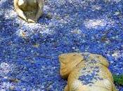 Ischia: giardini passione