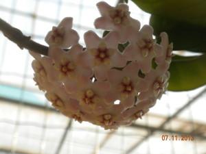 hoya compacta