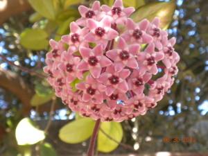 hoya carnosa tricolor