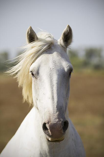 Provenza e Camargue..