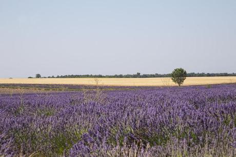 Provenza e Camargue..