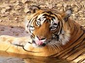 Nepal aumentano tigri