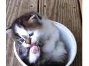 gattino lava nella vaschetta vuota (Video)