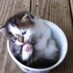 Il gattino si lava nella vaschetta vuota (Video)