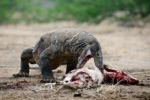 Il Drago di Komodo: la lucertola più grande al mondo in Indonesia