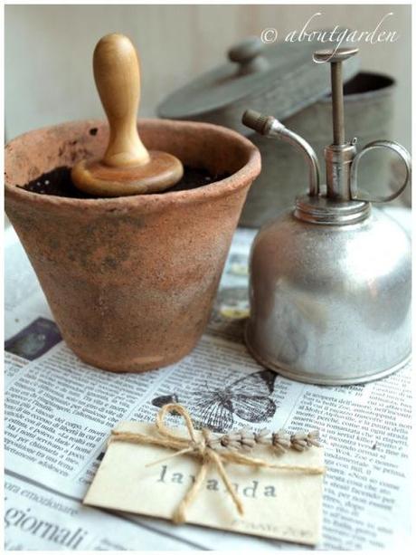 semina della lavanda