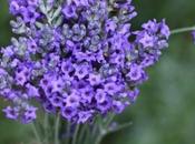 lavanda lavandino