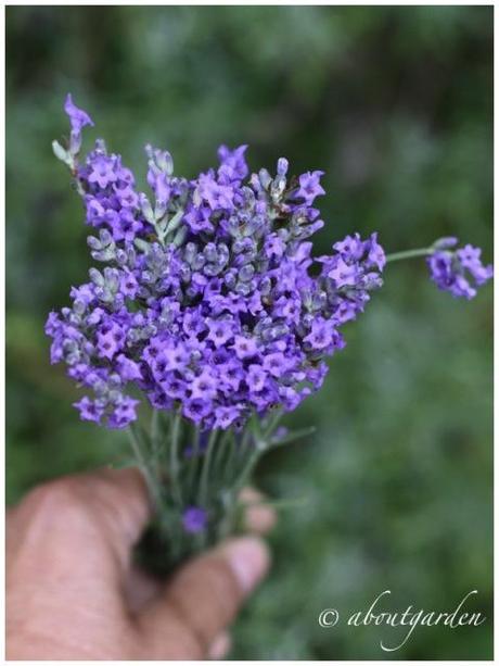 Lavandula vera
