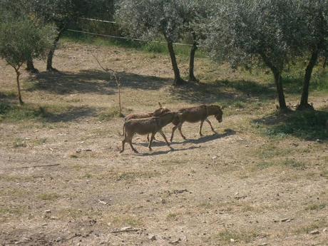 Un respiro di otto giorni