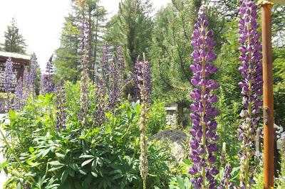 fiori di montagna