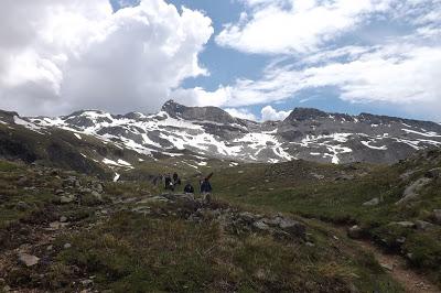 fiori di montagna