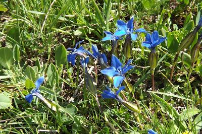 fiori di montagna