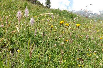 fiori di montagna