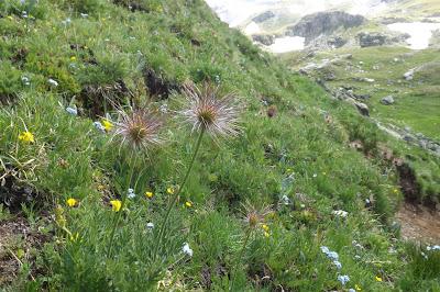 fiori di montagna