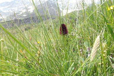 fiori di montagna