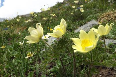 fiori di montagna