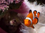 Povero Nemo….