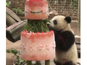 panda gigante Xiao Liwu compie anno: regala mega torta