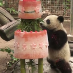 Il panda gigante Xiao Liwu compie un anno: lo zoo gli regala mega torta