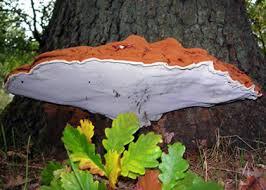 Natura amica:il fungo divino dell'immortalità.