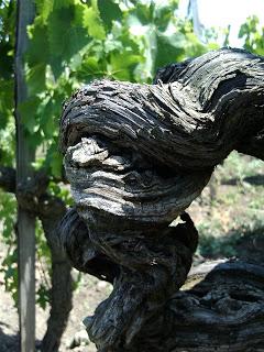 Nerello Mascalese e Nerello Cappuccio “Principi” del vino di Sicilia. Tenuta di Fessina su Winebuzz