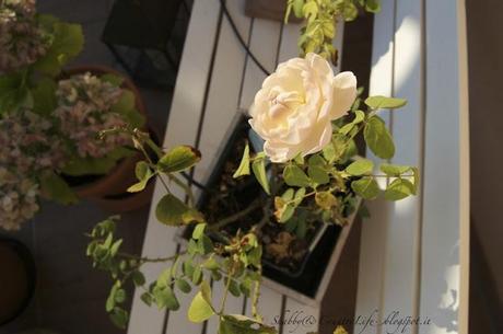 My Home : Luce dal cortile - shabby&countrylife.blogspot.it