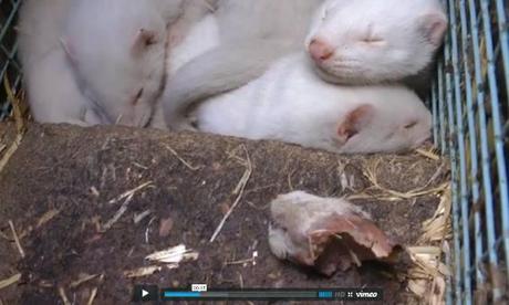 Norvegia: arrestati mentre filmavano le condizioni degli animali in un noto allevamento di visoni