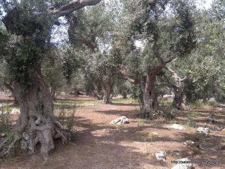 alberi,ulivo,secolari,salento,andrano