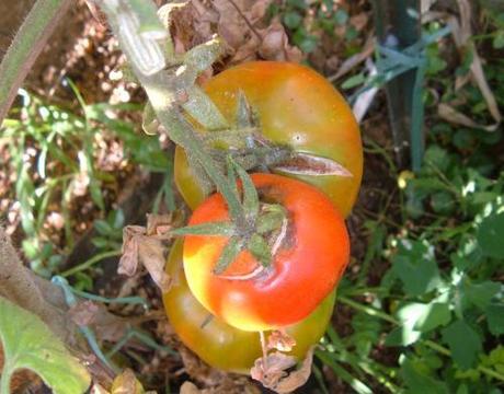 Cure colturali per i pomodori