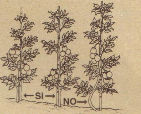 Cure colturali per i pomodori