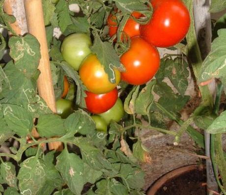 Cure colturali per i pomodori