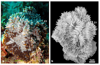 Scoperta una nuova specie di corallo dall'Università di Milano-Bicocca