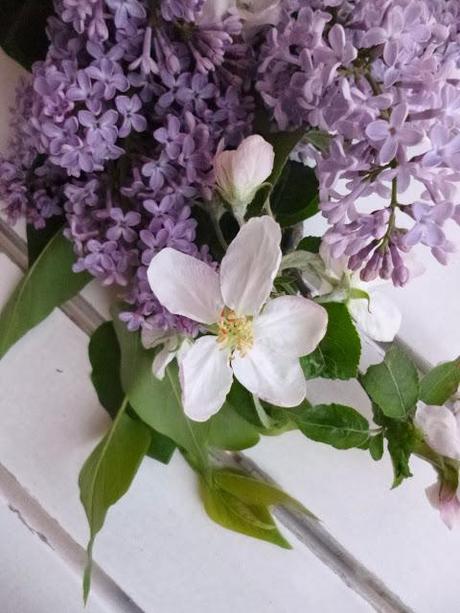 Lilac  e fiori di ciliegio.