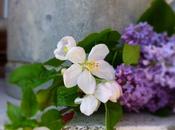 Lilac fiori ciliegio.