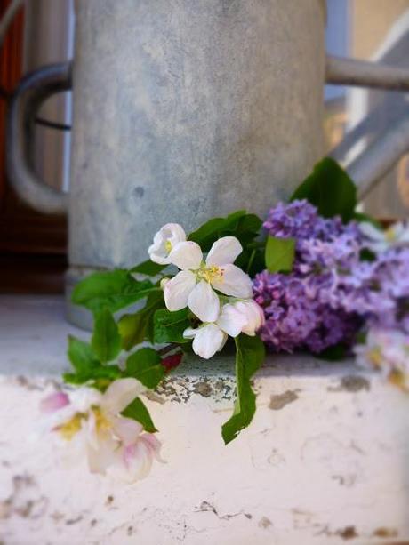 Lilac  e fiori di ciliegio.