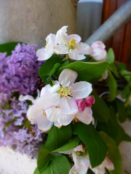 Lilac  e fiori di ciliegio.