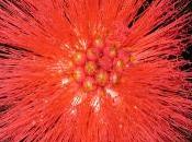 Calliandra haematocephala
