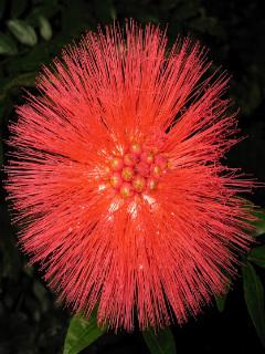 Calliandra haematocephala