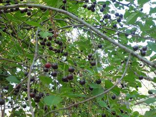 Le delizie di stagioni - Marmellata di Amarene