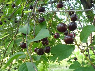 Le delizie di stagioni - Marmellata di Amarene