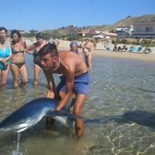 Foto Castelvetranonews. Squalo a porto Palo