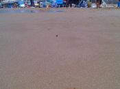 Tutti nuotammo stento: condizioni nostro mare