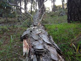 La fotosintesi clorofilliana