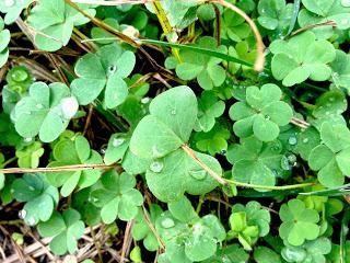 La fotosintesi clorofilliana