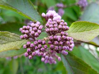 La fotosintesi clorofilliana