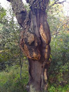 La fotosintesi clorofilliana