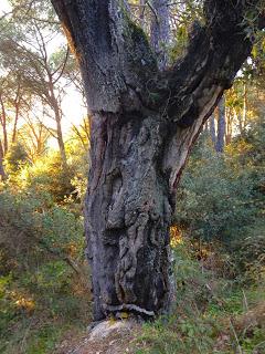La fotosintesi clorofilliana