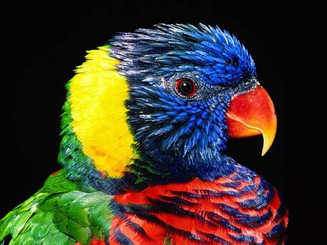 Summer Make Up: Inspiring Tropical Bird #2